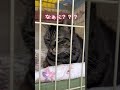 あいちゃん！ベロしまい忘れてますよ！【三崎動物保護センターの日常】#shorts #cat #猫