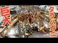 かねこにもらった『巨大タラバガニ』蟹しゃぶと〆の雑炊で大満足コースでした！