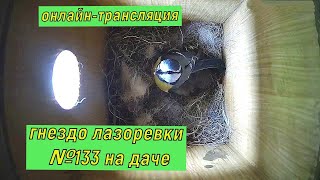 #гнездо лазоревки №133 на даче . День 20 мая 2024 года., #онлайн