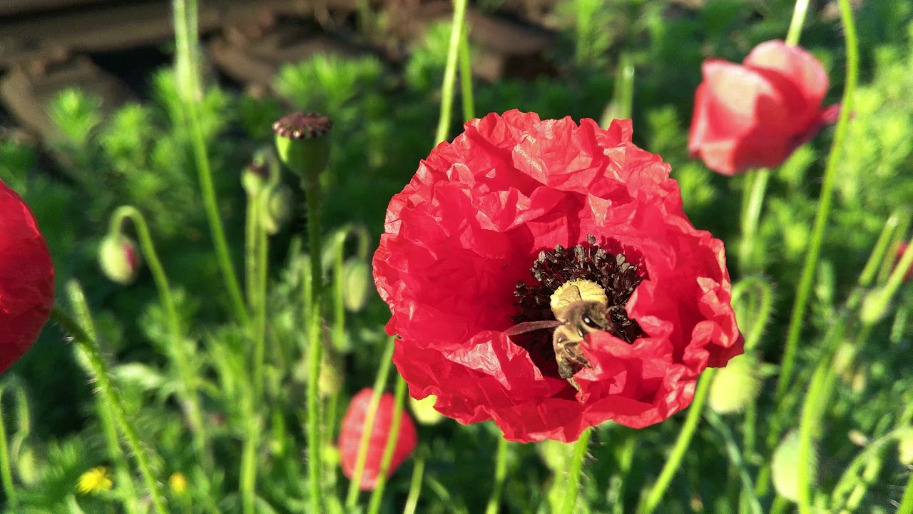 4K LeEco Le max2  sample