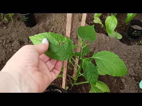 Первая подкормка рассады для наращивания корневой системы после высадки ...