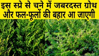 चने में फल-फूलों की जबरदस्त बहार | Chane ki kheti | npk fertilizer | pgr tonic | Chana ki kheti |