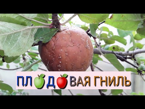 Яблоки гниют на дереве (МОНИЛИОЗ, ПЛОДОВАЯ ГНИЛЬ)