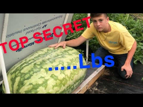 Growing Giant Watermelons!! 
