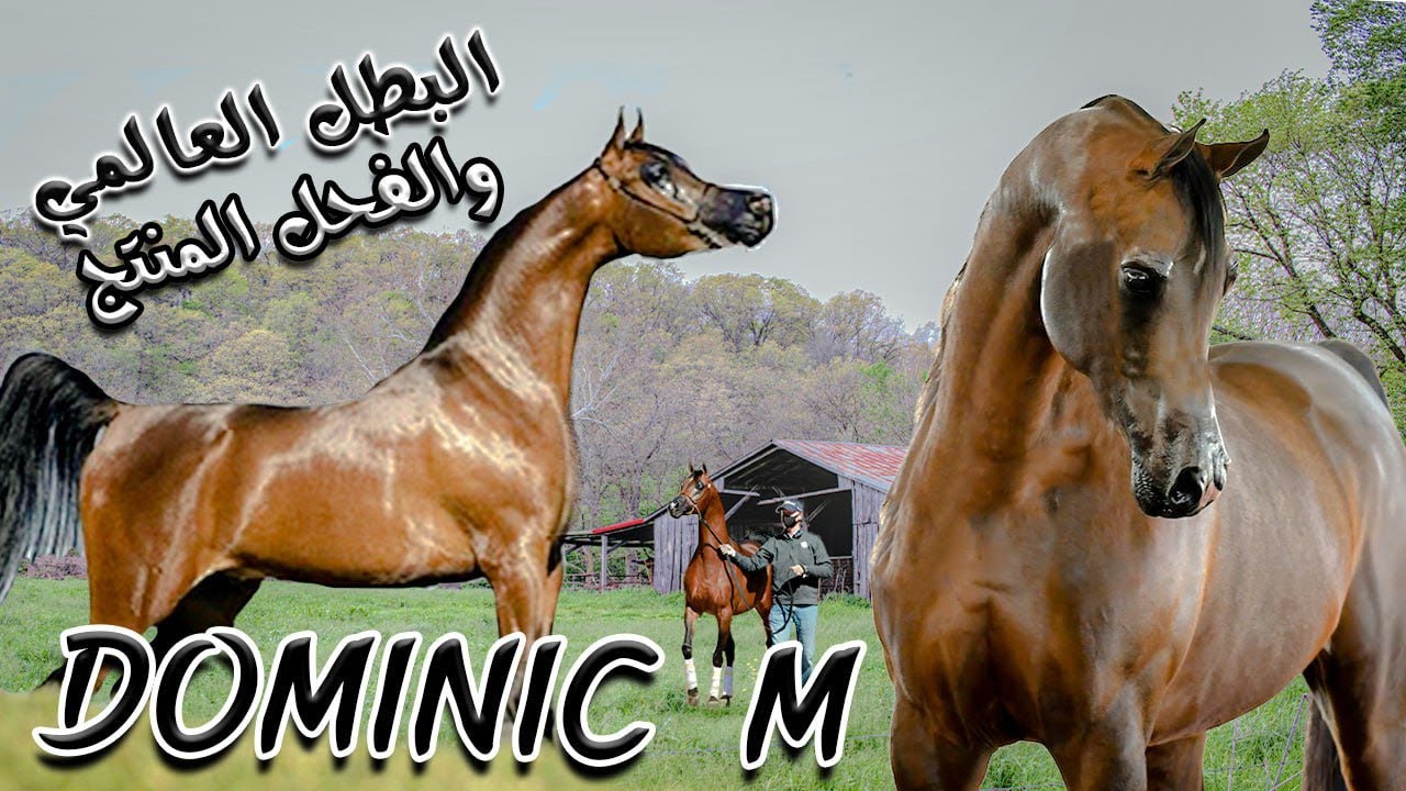 الخيل العربي الأصيل | البطل العالمي والفحل المنتج ( دومينيك إم ) حفيد فيرساتشي ودا فلنتينو Dominic M