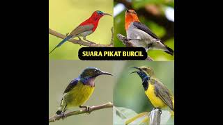 Download Lagu suara pikat burung kecil MP3 MP3