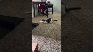Cats try interactive laser | Amazon find Applysu 2 in 1
