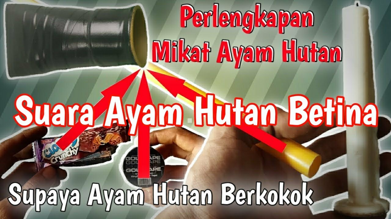 Cara Membuat Alat Peniru Suara Ayam Hutan Betina supaya Ayam Hutan Jantan mau berkokok