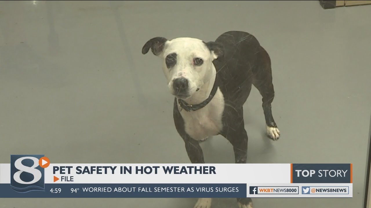 Hot temperatures can create health risks for pets