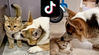I'm just a kid // Dogs and Cats challenge 🐾