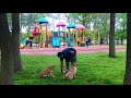 Julian & Quinlan: Shiba Inus with Amazing Obedience: Best Dog Trainers in New York Julian & Quinlan: Shiba Inus with Amazing Obedience: Best Dog Trainers in New York