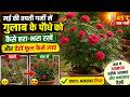 मई की भयंकर गर्मी में भी गुलाब पर आएंगे ढेर सारे फूल | Rose Plant Care in Summer
