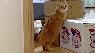 【告白】二階でもサボってました。ごめんなさい。-Actually, even on the 2nd floor, I was playing with a cat while moving.-