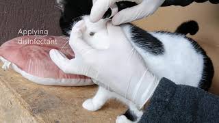 Top 10 How To Remove Ticks From Cats In 2022