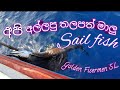 Sail fish අපි අල්ලපු තලපත් මාලු