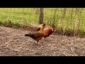 Pheasant breeding Chicken