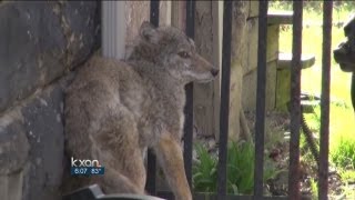 Austin grapples to cope with coyotes