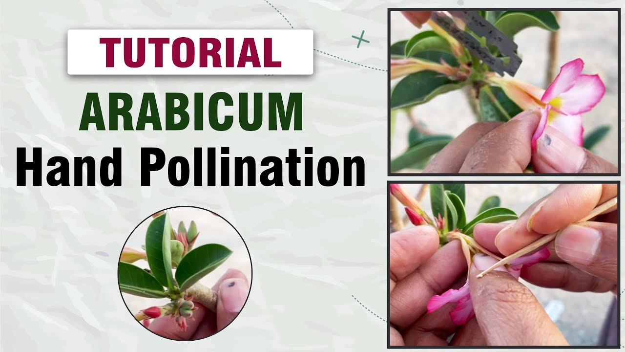 Hand Pollination in Arabicum || Hand Pollination in Adenium || Hand pollination kaise kare