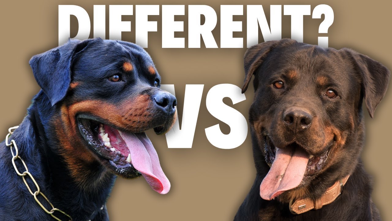 Американский ротвейлер против римского ротвейлера — в чем настоящая разница?