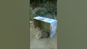 Create Amazing Trap Technique - Quail Trap #Creative bird trap #shorts