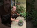 زراعة الفراولة في المنزل والعناية والاكثار زراعة فراولة Agriculture Strawberry Shorts زراعة الفراولة في المنزل والعناية والاكثار زراعة فراولة Agriculture Strawberry Shorts