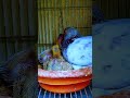 #dasi_kobutor #pigeon #baby