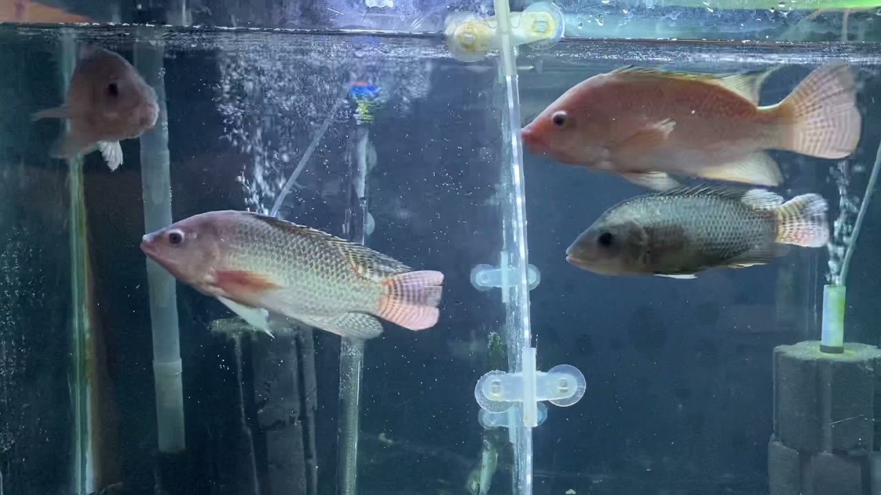 Male and female tilapia x2 YouTube