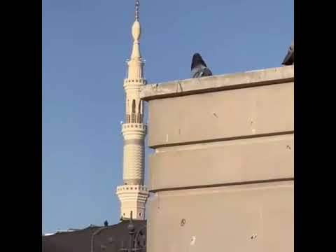 إليك سلامي وكل غرامي