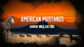 WILD and FREE: American mustangs in action