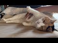 【三毛猫】休日なので朝からゆっくり甘えるミケ（2026年7月4日）