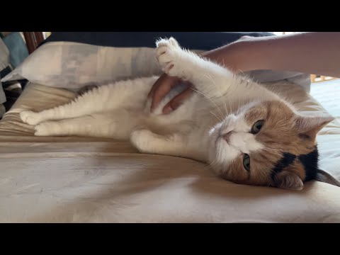 のりたま ちゃんねる - YouTube