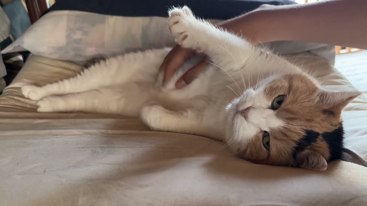 【三毛猫】休日なので朝からゆっくり甘えるミケ（2026年7月4日）