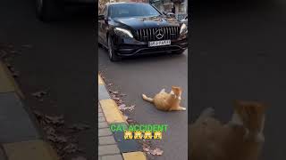 Download Lagu WHAT CAT 🐈ACCIDENT 🙀funny video #cat #trending #youtubeshorts #shortvideo #shorts#shortsviral #funny MP3