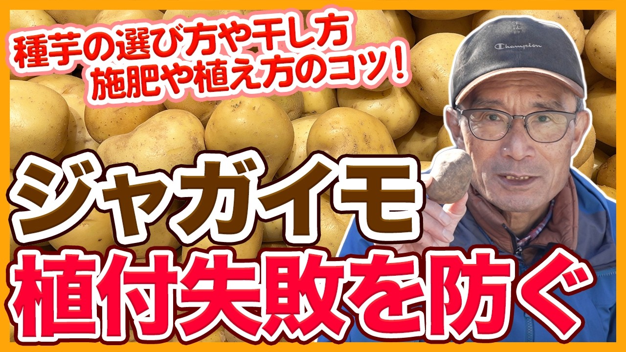 家庭菜園や農園のジャガイモ栽培で植え付けを失敗しない！種芋の干し方や施肥のコツとジャガイモの育て方！【農家直伝】