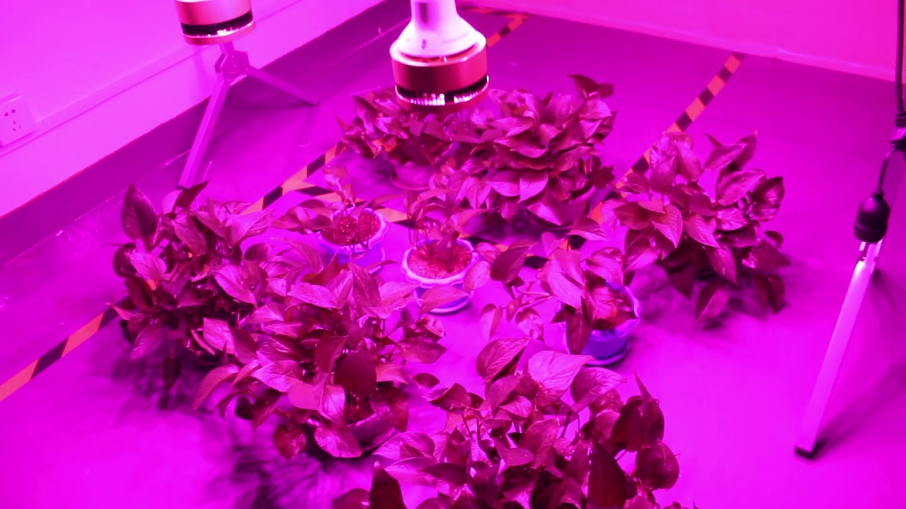 SO BRIGHT!! CANAGROW PAR150 COB LED GROW LIGHT BULB