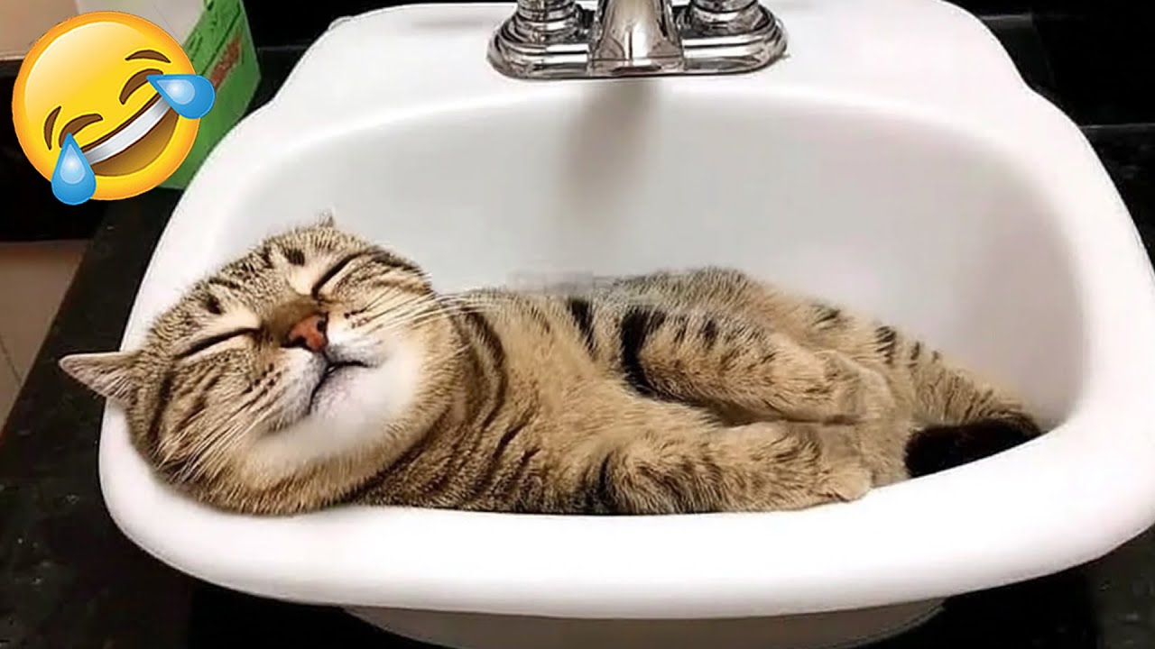 Katzen Und Hunde Mit Süßen Und Lustigen Reaktionen 😻🐶 | Versuch Nicht Zu Lachen