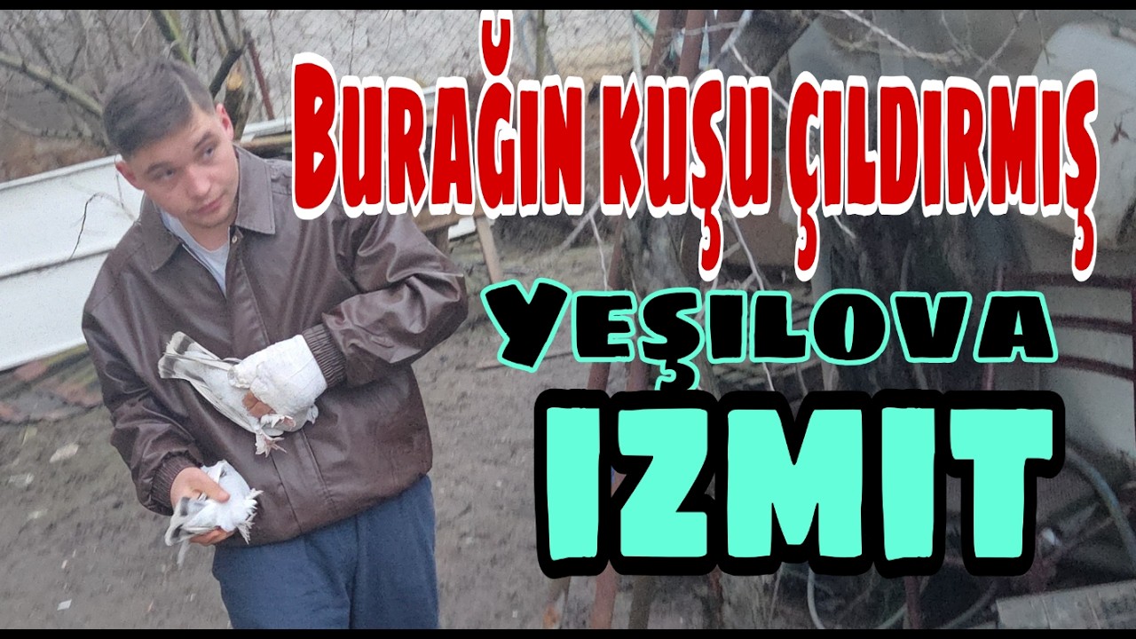 Burağın Kuşu Çıldırmış. Yeşilova, İzmit