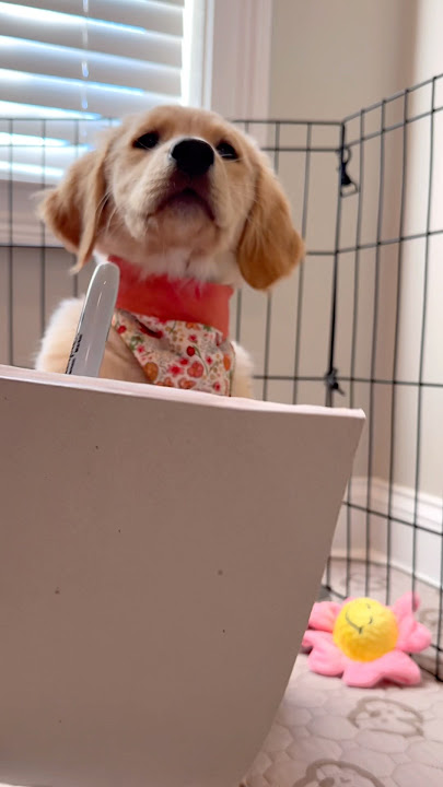 Teddy taught his sister a new trick!