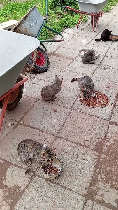 шустрые кошки - YouTube