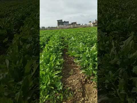 سبانخ غزه ما شاء الله تبارك الله