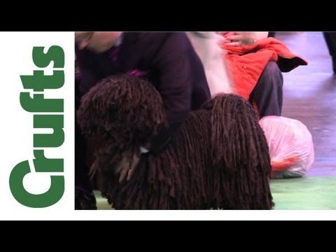 Apaj, Hungary: Outstanding Dog Performance