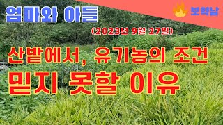 추석 연휴 전날 엄니 거기서 뭐하세요. (산밭 밤, 유기농 농산물 이야기) #보약남 @boyaknam