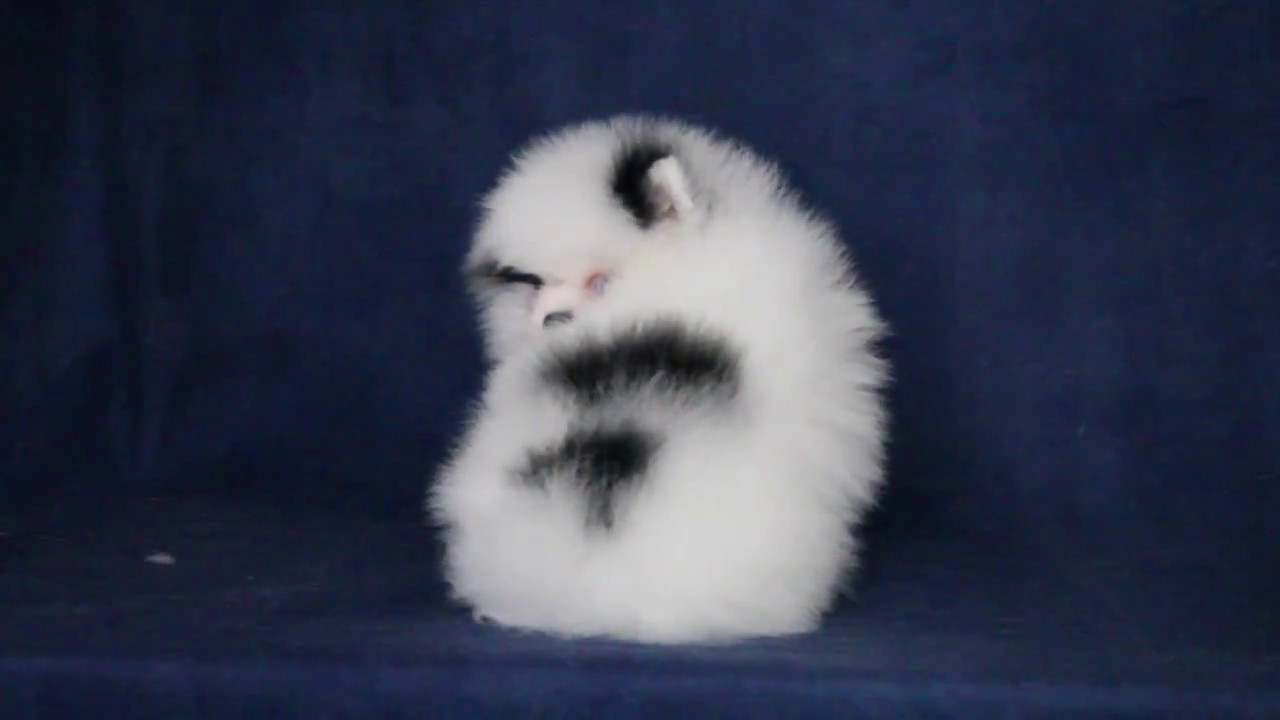 White black Pomeranian boy - YouTube