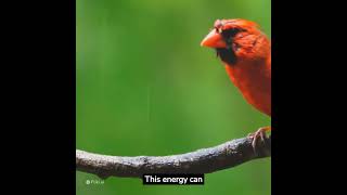 Tiga Fakta Spiritual Tentang Kardinal yang Mungkin Belum Anda Ketahui