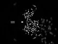 Can your mind hold this deep-sea algorithmic art?  #Shorts