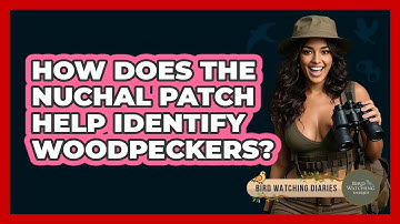 How Does The Nuchal Patch Help Identify Woodpeckers? - Bird Watching Diaries