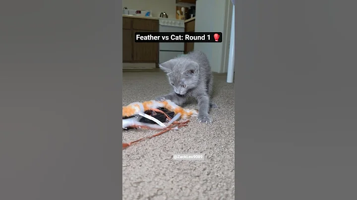 Video 9756081: kitten kitty funnycats cutecat, cutecat adorablecats funnycats, catlover catlife cutecat, cats cutecats catlife, kitten cutecat funny kitty, kitten cute kitty funnycats, cat feather