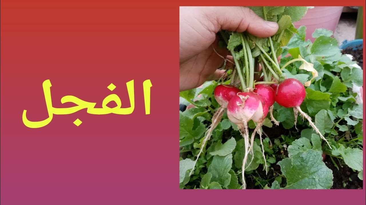 اسهل زراعة للمبتدئين (زراعة الفجل)