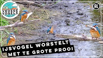IJsvogel laat prooi in de modder vallen | Zelf Geschoten | Vroege Vogels
