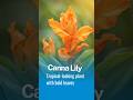 Best Summer Flower Plants for a USA Home Garden